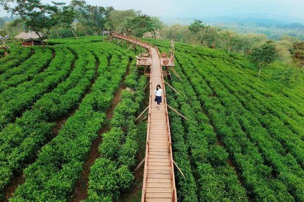 Kebun Teh Wonosari