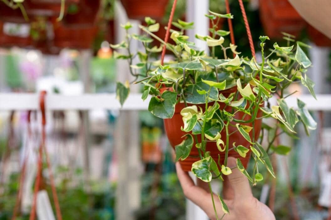 Hanging Pot (freepik.com/freepik) 
