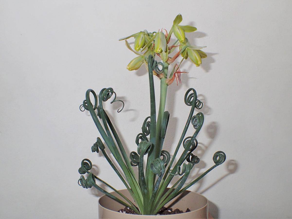 ilustrasi tanaman corkscrew albuca (commons.wikimedia.org/Krzysztof Ziarnek)