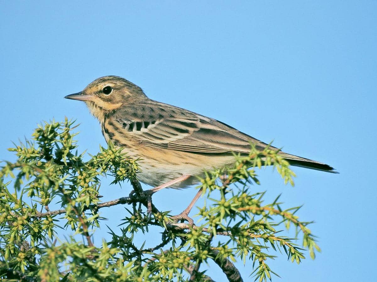 pipit pohon