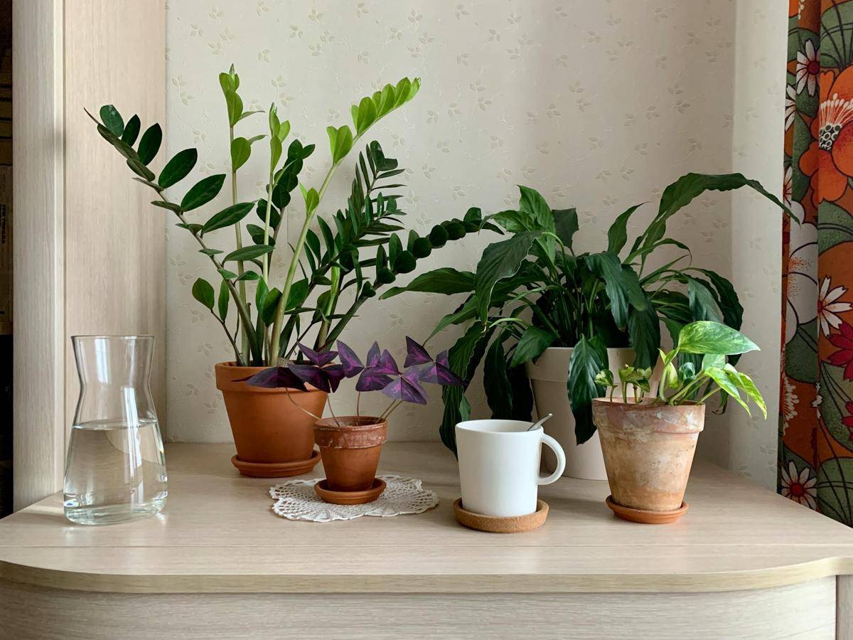 ilustrasi tanaman indoor (pexels.com/Elena Golovchenko)