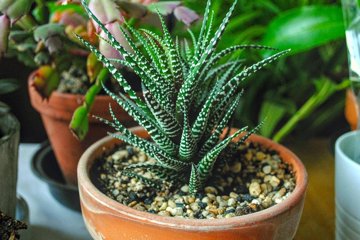 ilustrasi tanaman zebra haworthia (unsplash.com/Samuel Perez)
