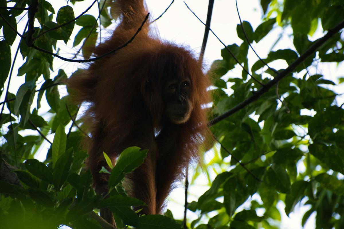 Orang Utan (unnsplash.com/Thomas Gebernig)