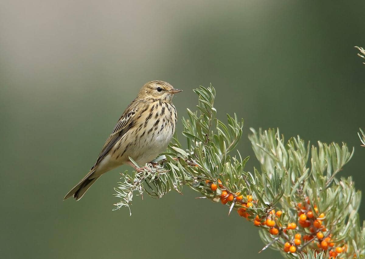 pipit pohon