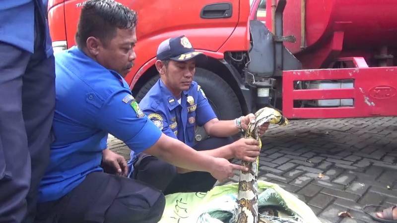 53281bpbd-kota-tangerang-serahkan-ular-sanca-ke-bksda-untuk-rehabilitasi-dan-pelepasliaran-532811.jpeg