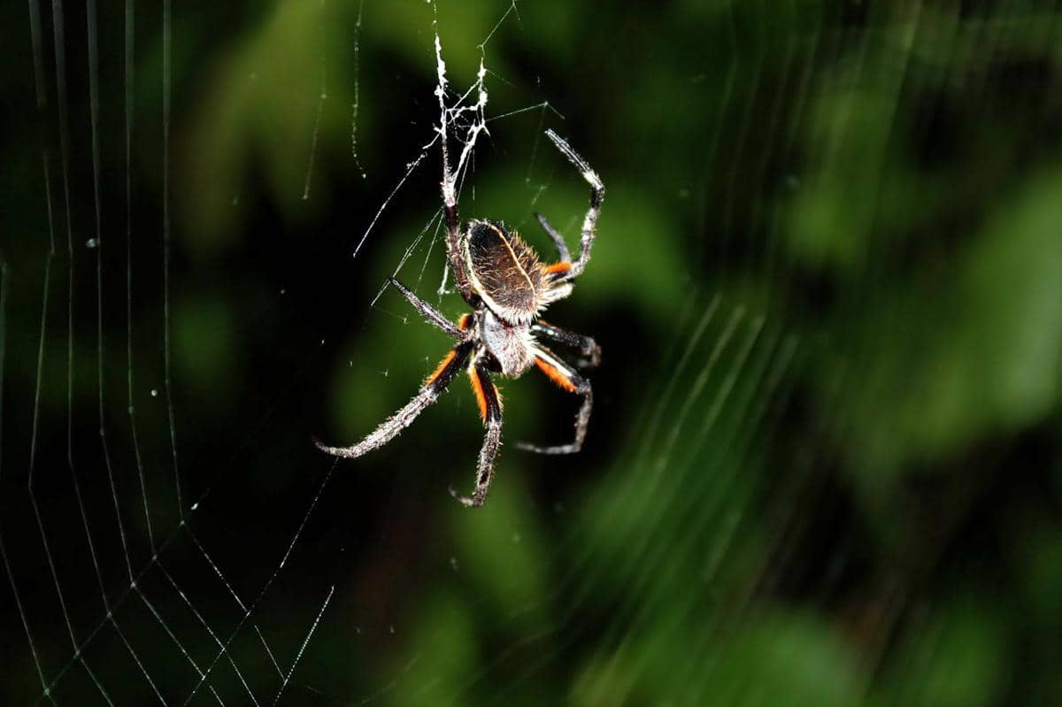 ilustrasi laba-laba (pexels.com/Jose)
