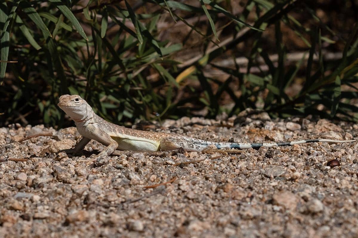5 Hewan Modern dengan Nama Ilmiah Saurus, Semuanya Reptil