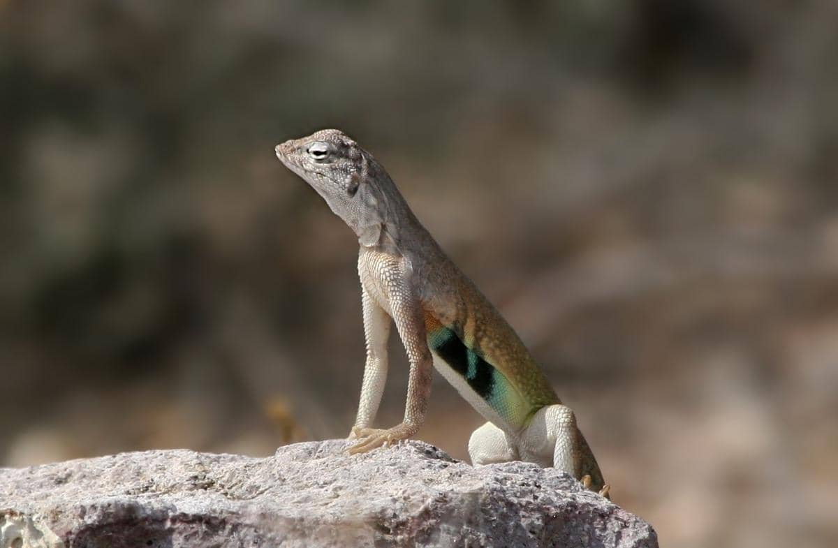 kadal ekor zebra (commons.wikimedia.org/Brent Myers)