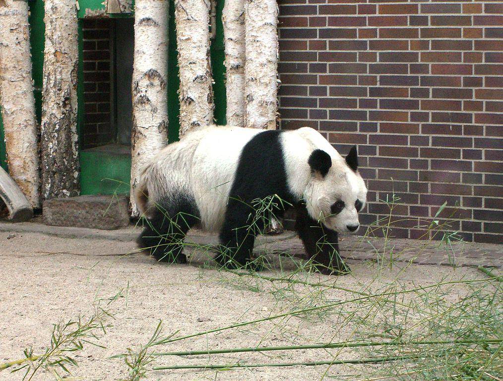 Panda (commons.wikimedia.org/Times) 