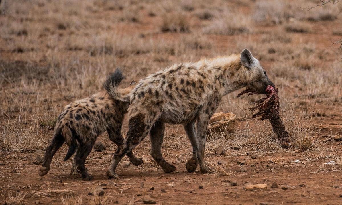 ilustrasi hyena tutul (pexels.com/Frans Van)