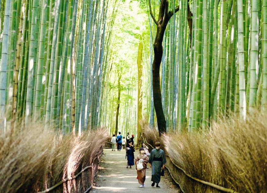 potret Arashiyama Bamboo Grove (unsplash.com/DuoNguyen)