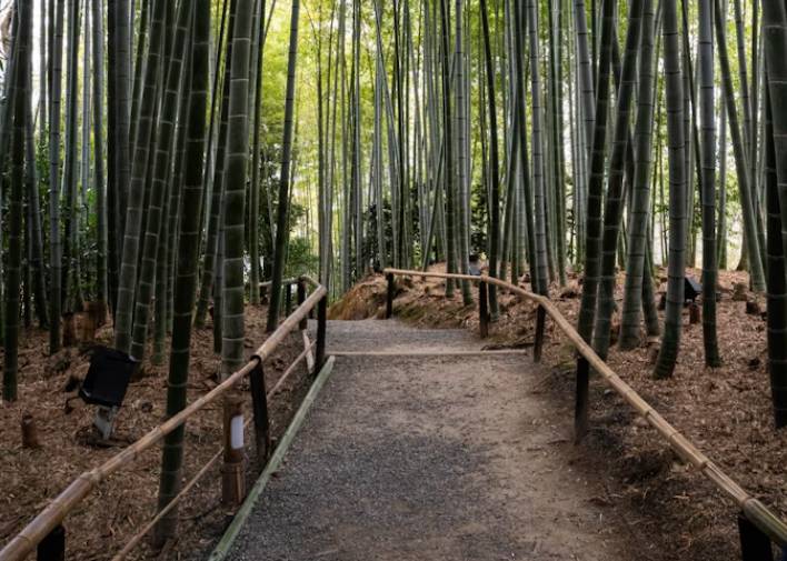 potret Arashiyama Bamboo Grove (unsplash.com/David Emrich)