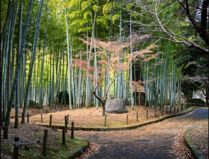 potret Arashiyama Bamboo Grove (unsplash.com/Kouji Tsuru)