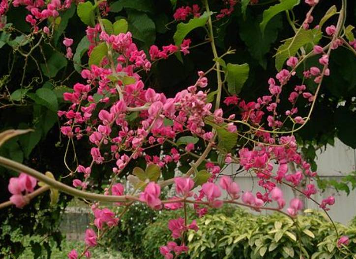 potret antigonon leptopus (commons.wikimedia.org/Mokkie)