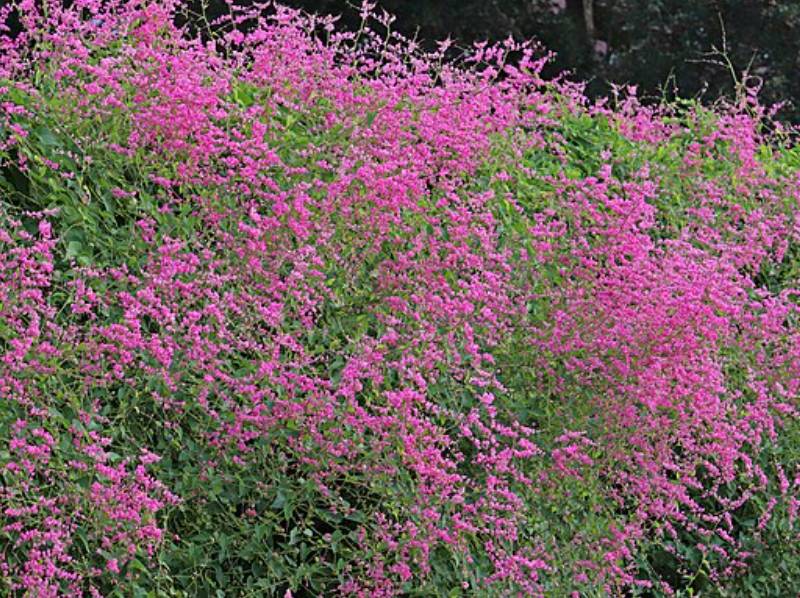 potret antigonon leptopus (commons.wikimedia.org/Don McCulley)