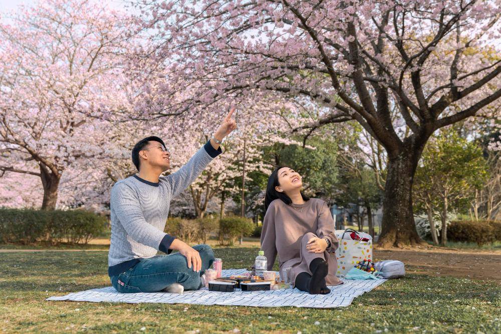 ilustrasi hanami