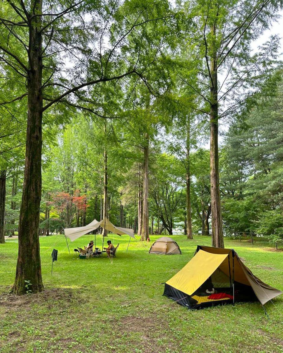 Potret wisatawan berkemah di Nami Island, Korea Selatan (instagram.com/namiisland_naminara)