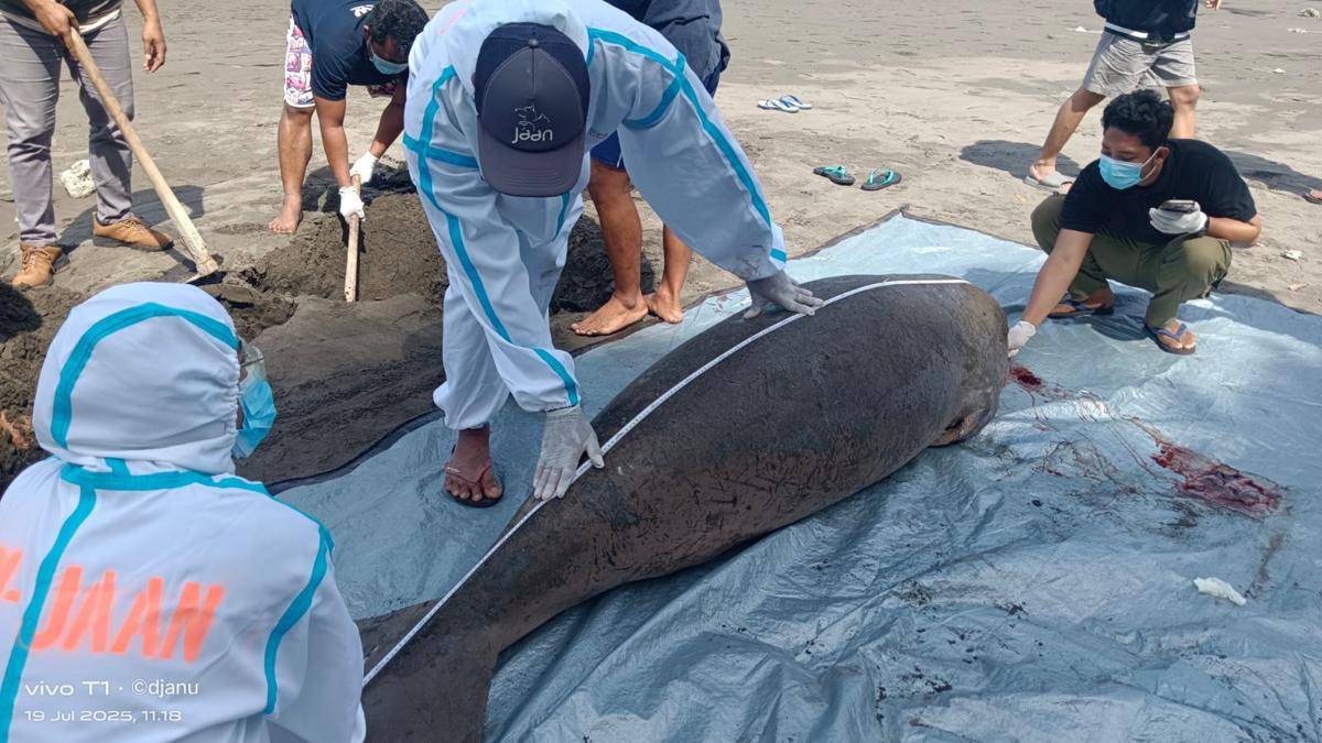 Dugong Mati Terdampar di Pantai Jembrana, Ini Kasus Pertama Tahun 2025