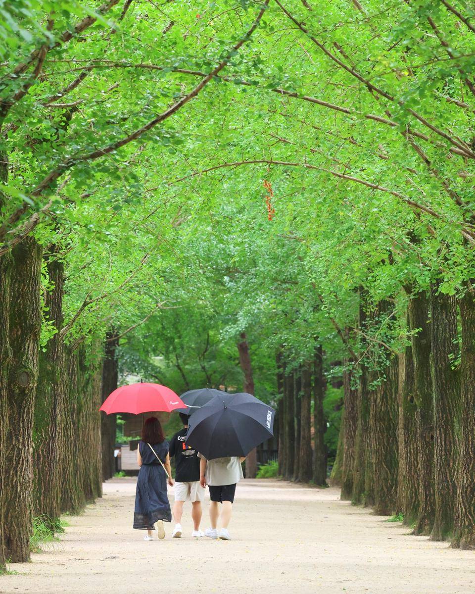 Potret Metasequioa Lane di Nami Island, Korea Selatan (instagram.com/namiisland_naminara)