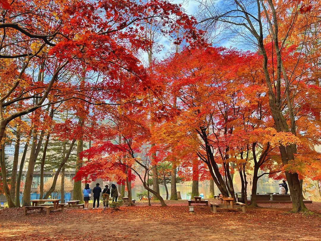 Potret suasana musim gugur Nami Island di Korea Selatan (instagram.com/namiisland_naminara)