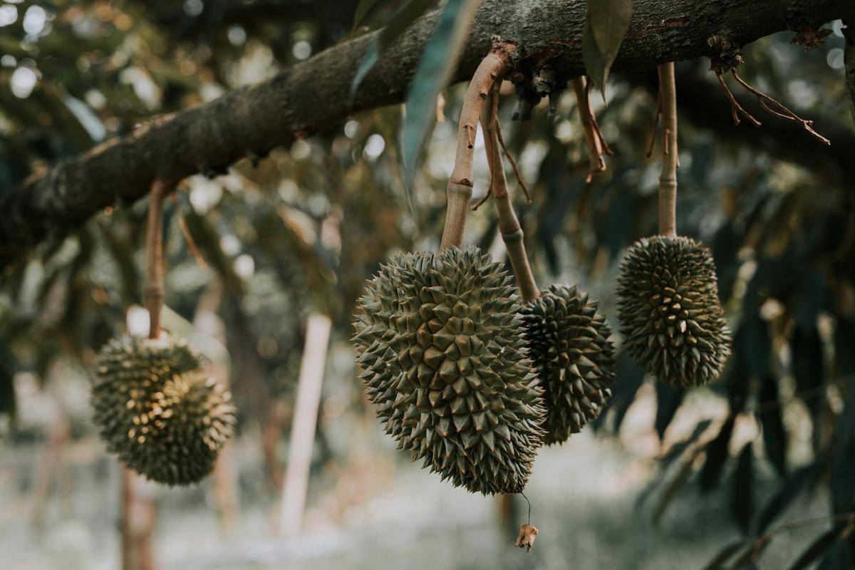 ilustrasi pohon durian (pexels.com/HONG SON)
