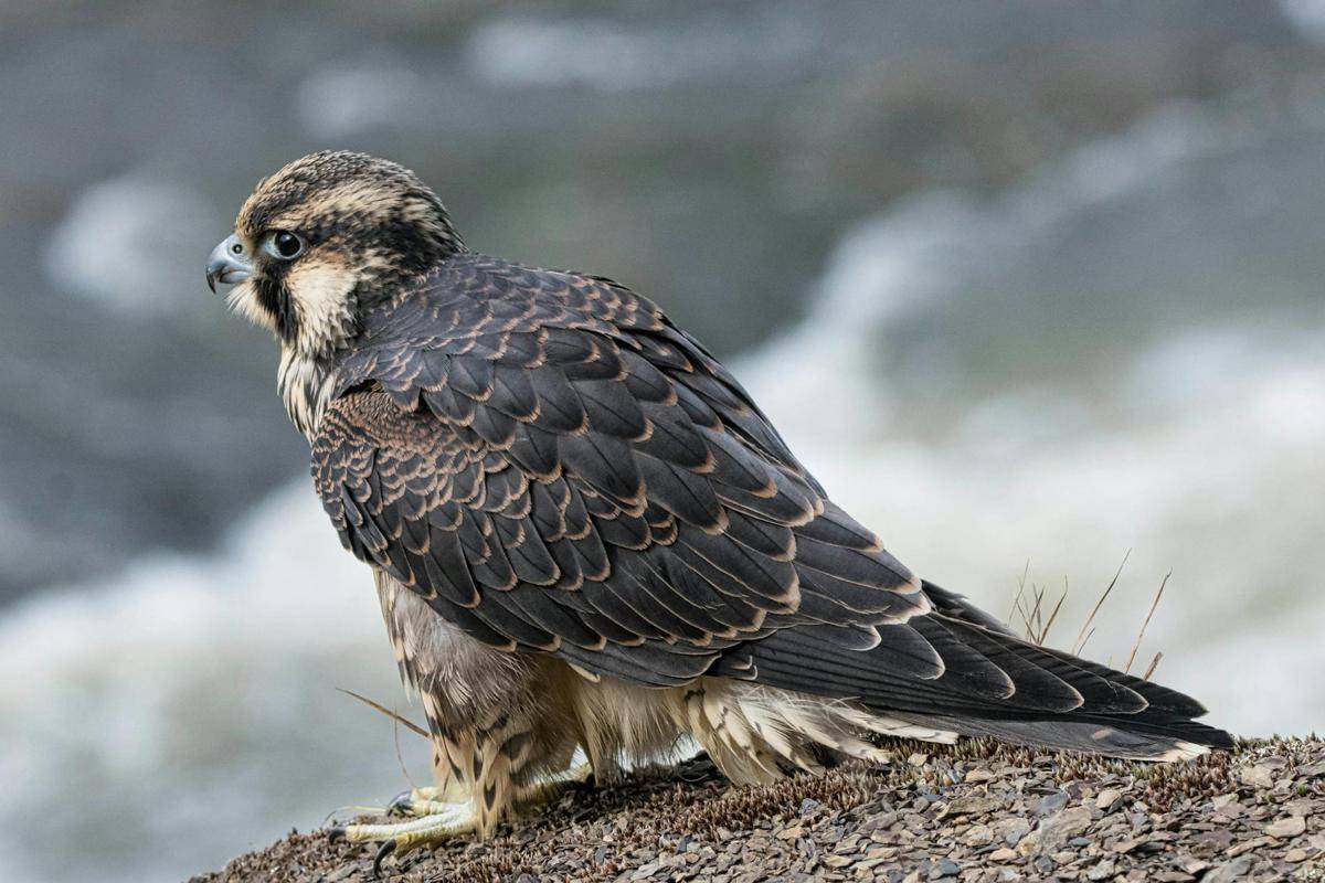 ilustrasi burung peregrine falcon