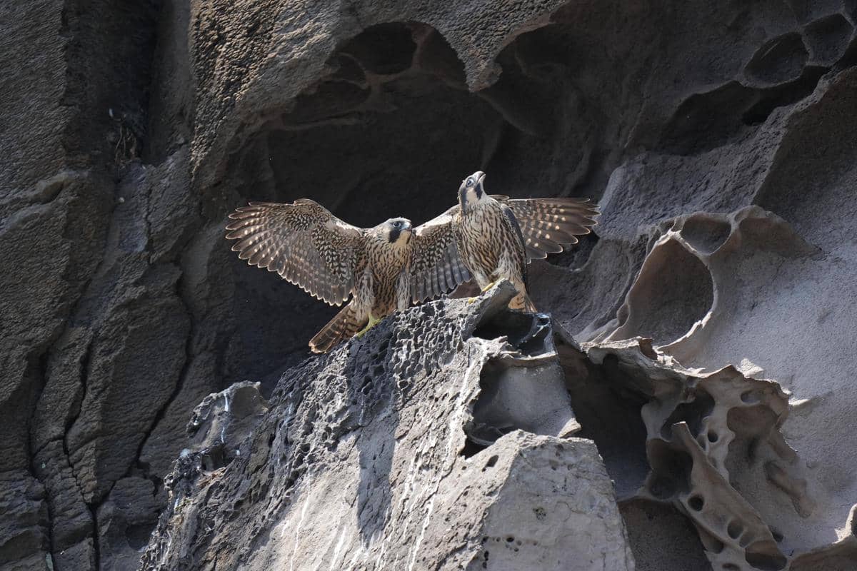 ilustrasi burung peregrine falcon (pixabay.com/Docujeju)