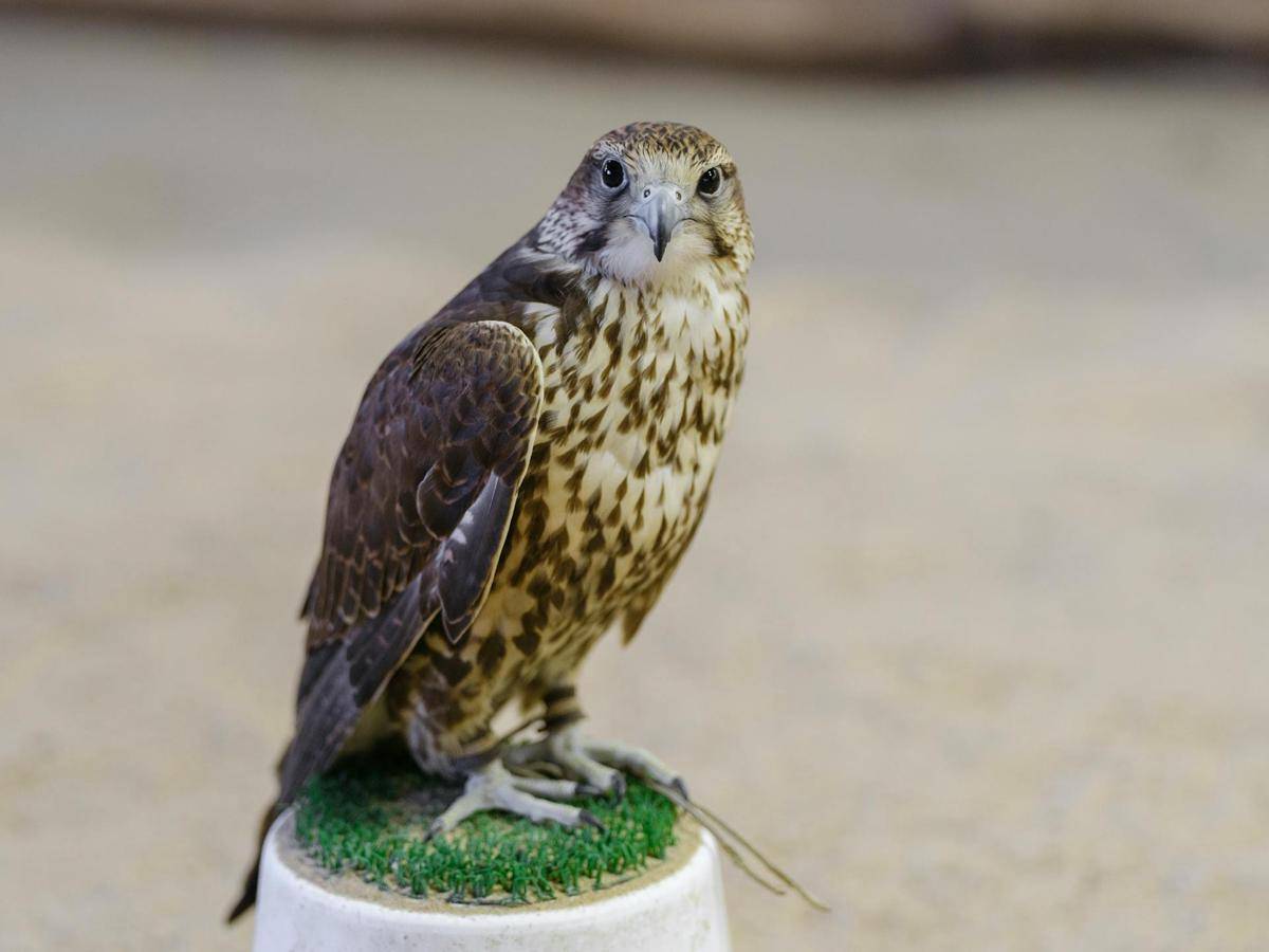 ilustrasi burung falcon
