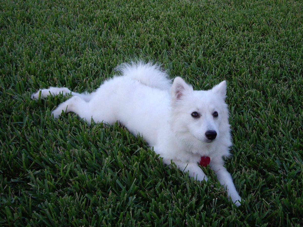 5 Fakta Unik American Eskimo Dog, Bulunya Seputih Salju!