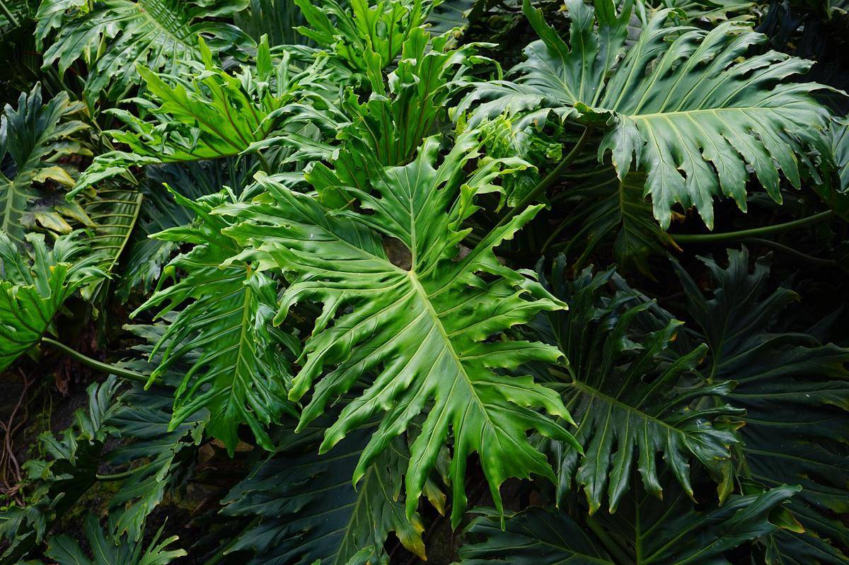 ilustrasi tanaman philodendron selloum (pixabay.com/Hans)