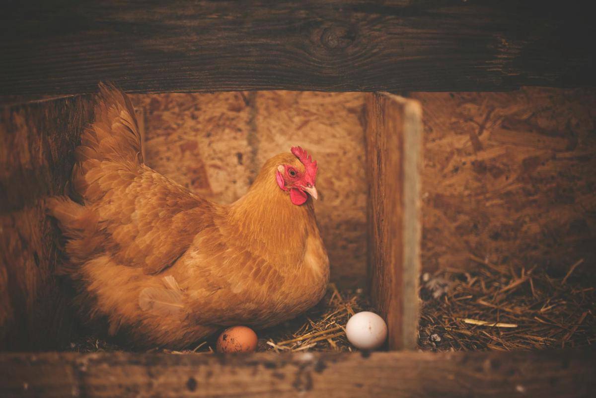 Kenapa Ayam Petelur Bisa Menghasilkan Telur Hampir Setiap Hari?