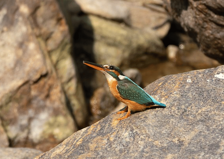 potret burung kingfisher (commons.wikimedia.org/Tisha Mukherjee)