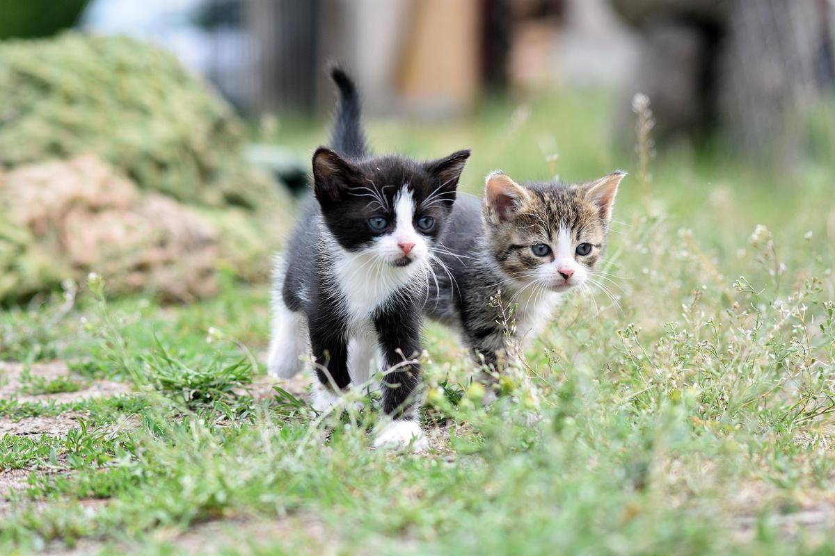 ilustrasi kucing (pixabay.com/artellliii72)