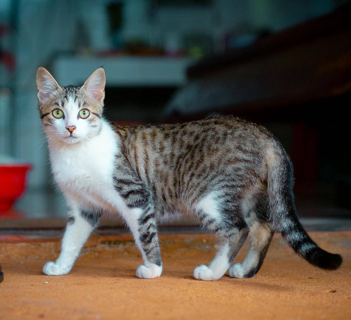 ilustrasi kucing (pexels.com/Hải Nguyễn)
