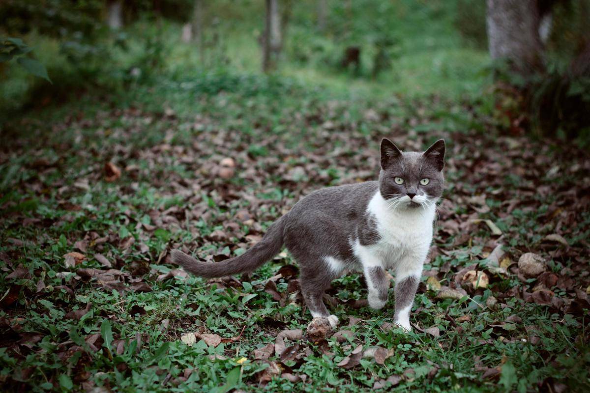 ilustrasi kucing (pexels.com/TheGlory)