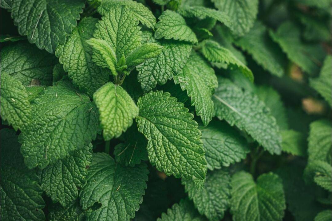 Daun Mint (freepik.com/wirestock)