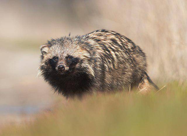 ilustrasi tanuki (commons.wikimedia/Ryzhkov Sergey)