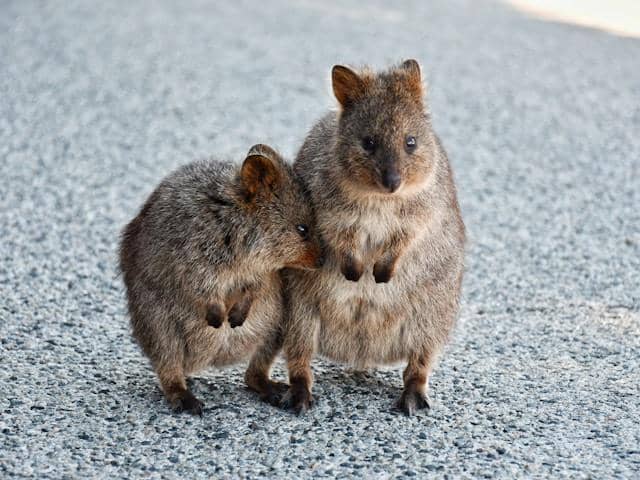 ilustrasi quokka