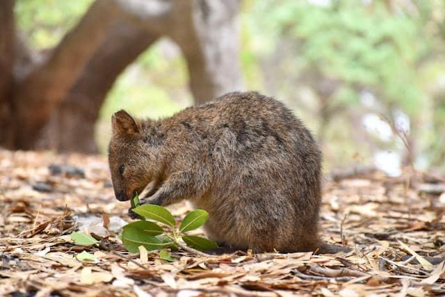ilustrasi quokka di Rottnest Island