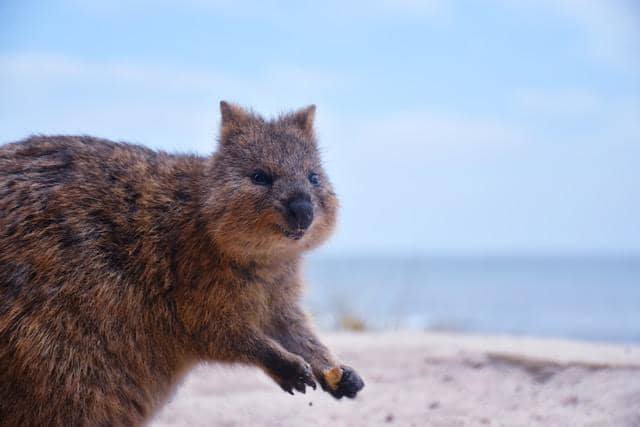 ilustrasi quokka (unsplash.com/Mark Stoop)