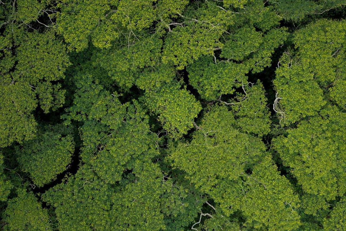 Ilustrasi tumbuhan (unsplash.com/Michael Olsen)