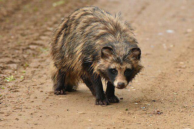 ilustrasi tanuki (commons.wikimedia/Марина Садыкова)