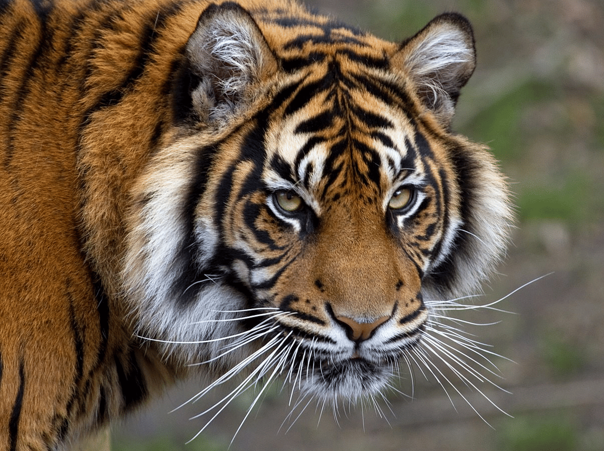 5 Hewan Terancam Punah di Sumatra, Habitat Rusak Akibat Sawit