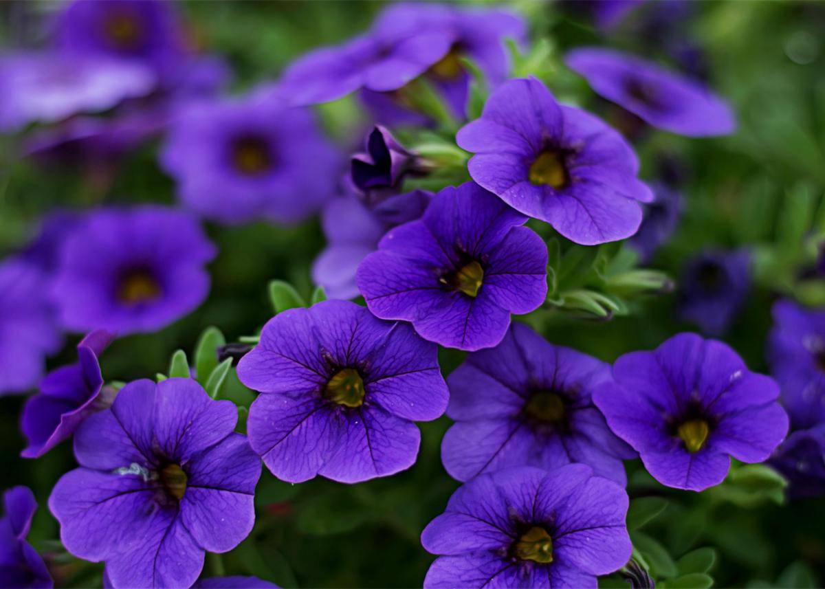foto bunga petunia