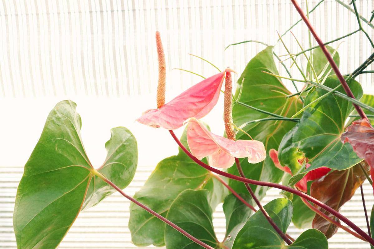 ilustrasi tanaman anthurium (pexels.com/Madison Inouye)