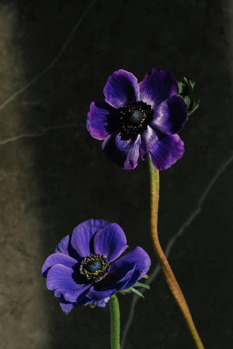 foto bunga anemone