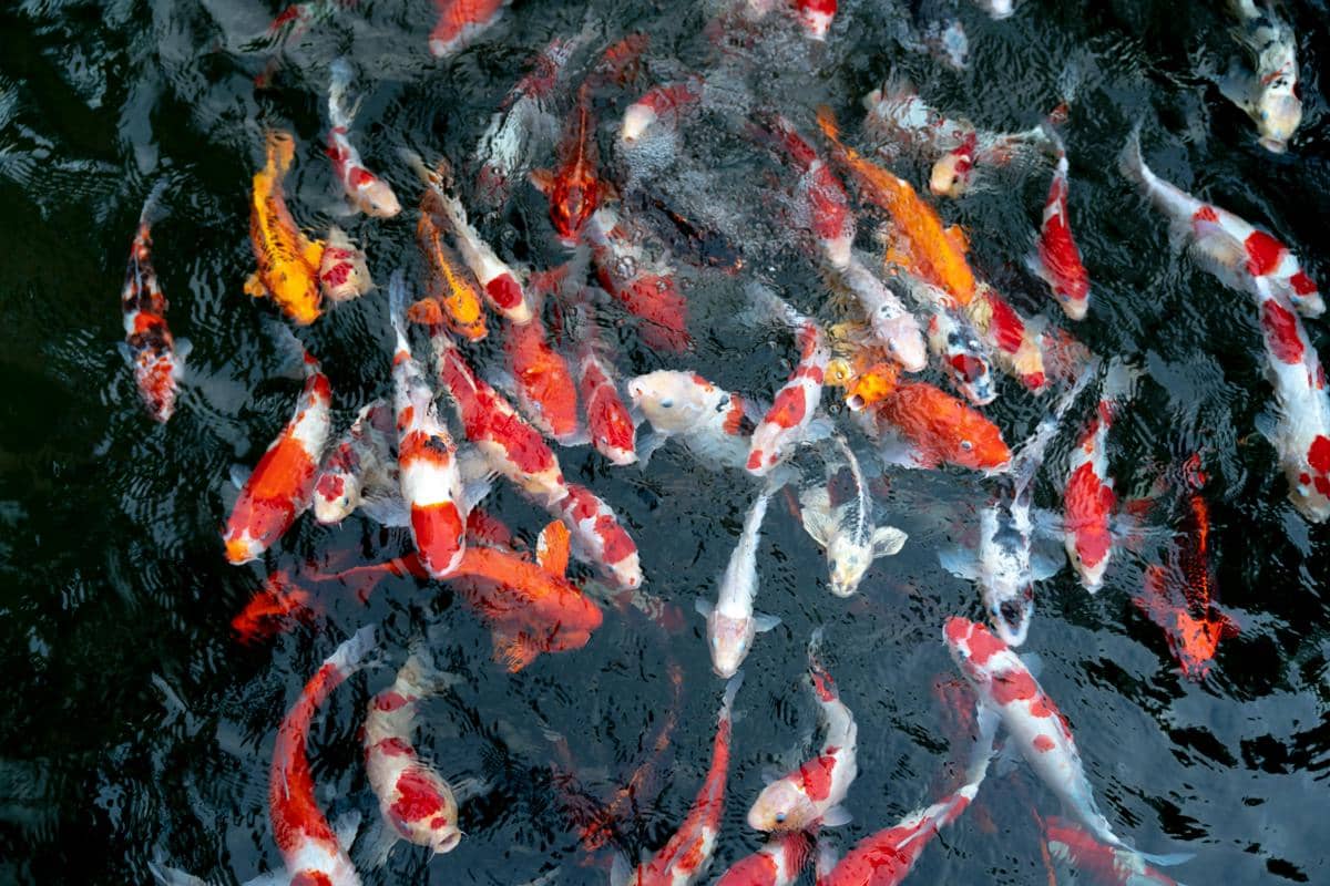 Sekelompok ikan koi berwarna merah, putih, oranye, dan hitam berenang di kolam air jernih dengan permukaan bergelombang.