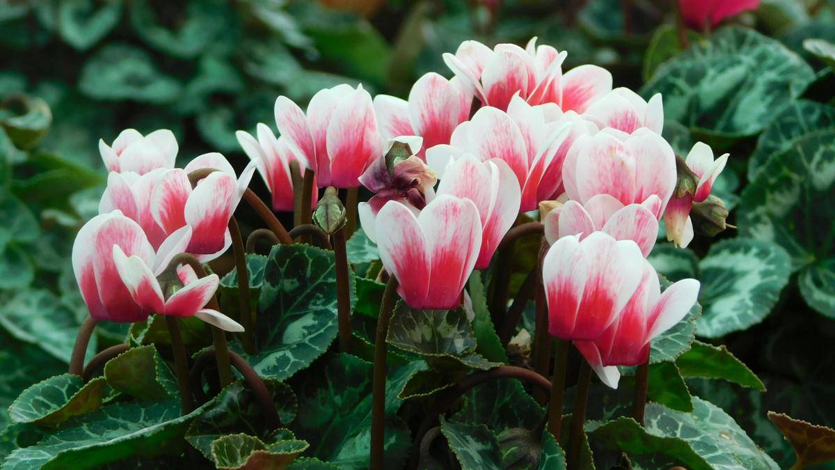 Foto bunga Cyclamen
