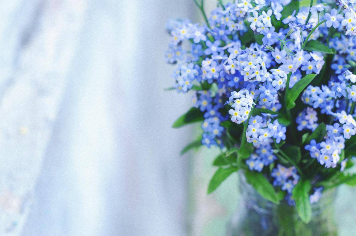 foto buket forget-me-not