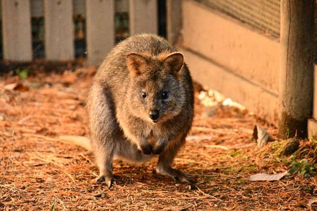 ilustrasi quokka